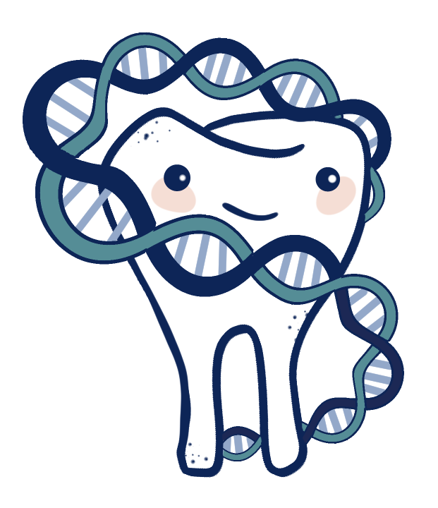 Teeth and genetics