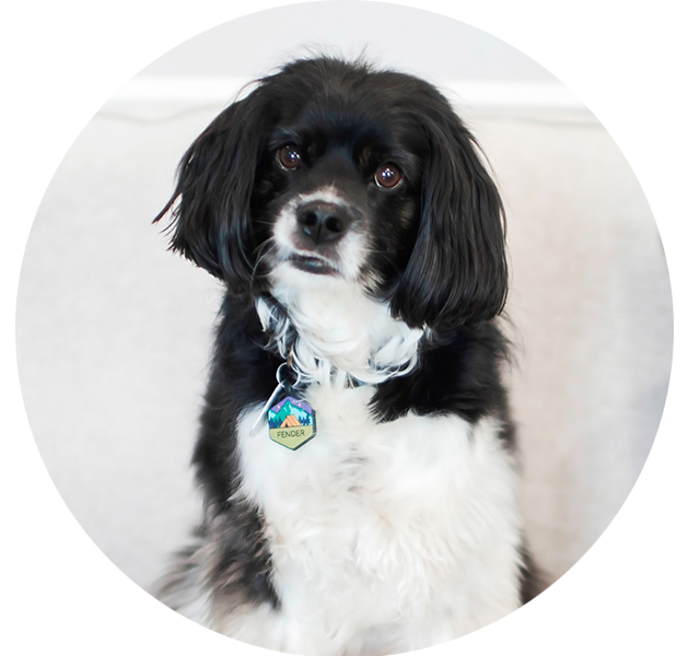 Fender, the therapy dog at Bass Dentistry in Gastonia, NC, an AKC Canine Good Citizen helping patients feel at ease during dental visits